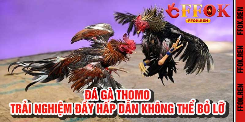 Đá Gà Thomo