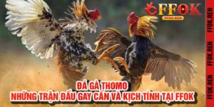 Đá gà thomo