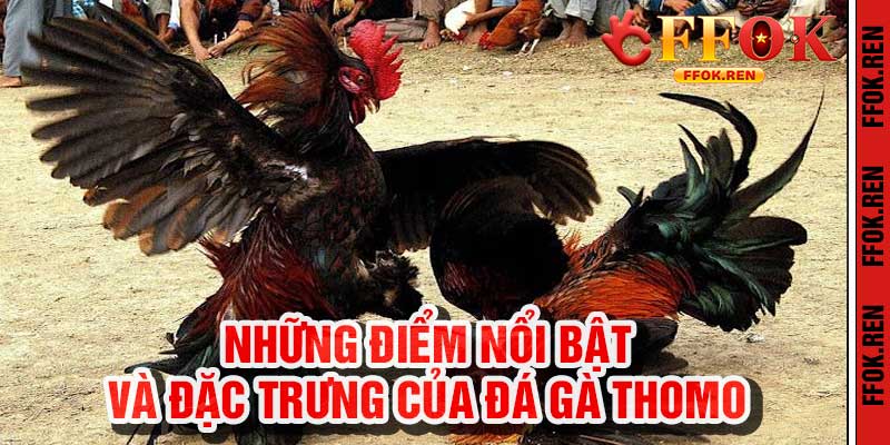 Đá Gà Thomo